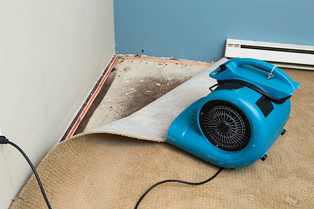 Best Water damage cleanup near me  in Carbon Hill, AL